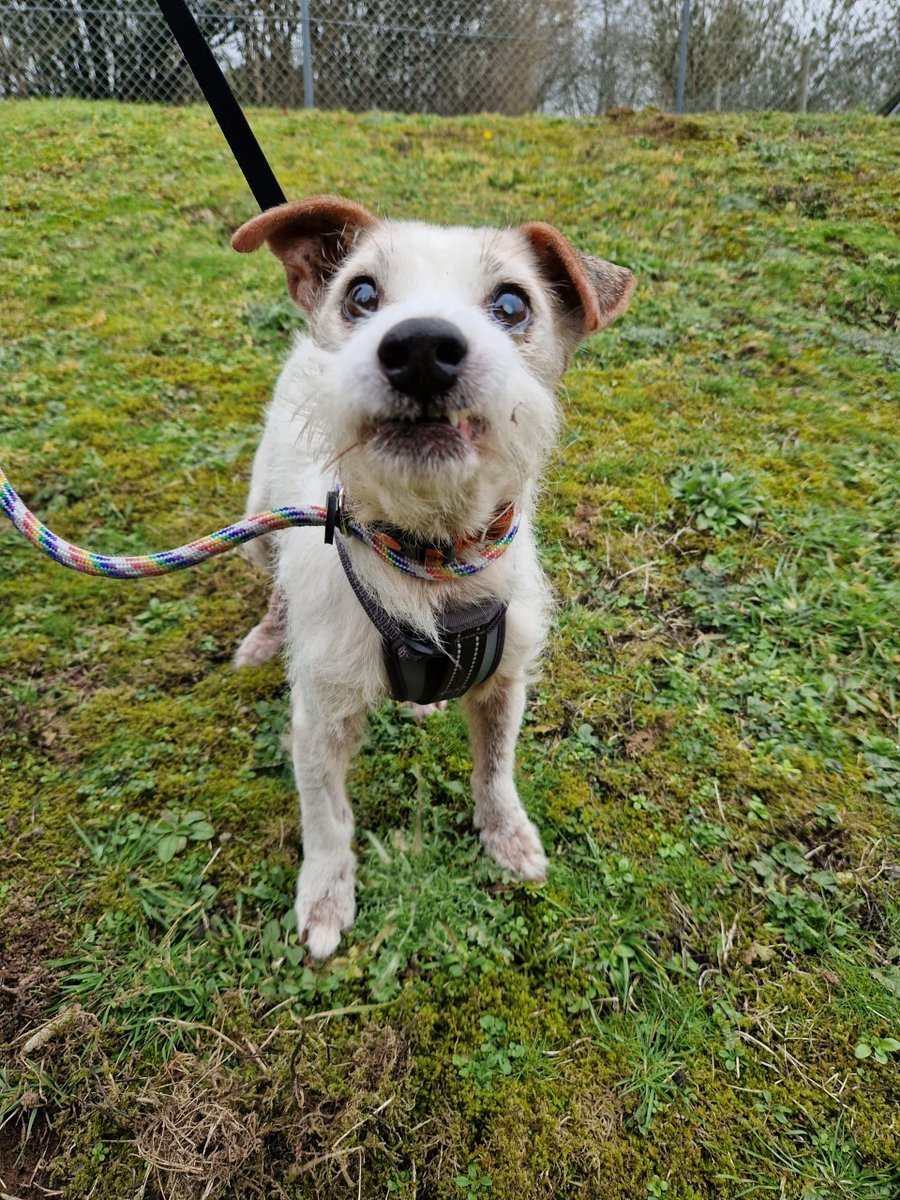 URGENT, please retweet to help Crispin find a home #PLYMOUTH #DEVON #UK Jack Russell aged 14!! He can live with another dog, maybe a cat and children aged 8+. Please give him an extra retweet so he can get back into a home asap. DETAILS or APPLY gablesfarm.org.uk #dogs