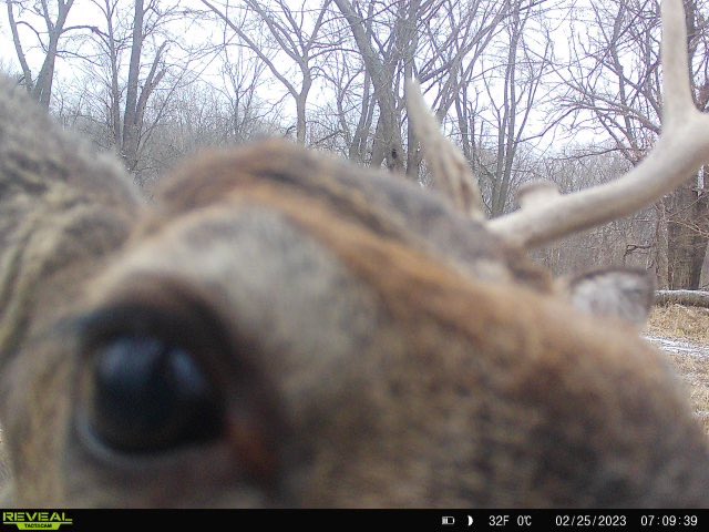 Hey bro, have you seen my other antler? #buck #trailcam #deer #hunting #outdoors #shed #shedrally #shedseason