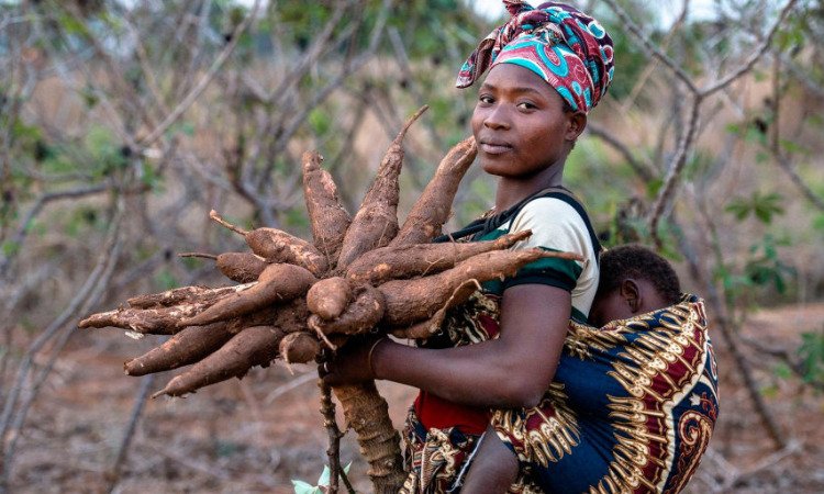Advancing Cassava Production in West Africa
In the sixteenth century, Portuguese traders from Brazil brought cassava (Manihot esculenta) to sub-Saharan AfricaRead More.
bit.ly/3Y5ynqe