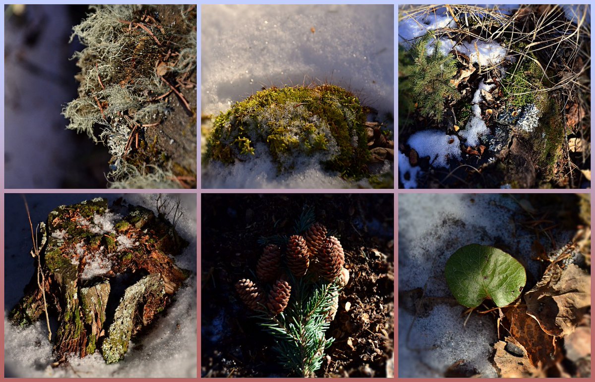 #SixOnSaturday the first half of #February was mostly mild, though not serious melting weather (that's a good thing at this time of year!) Usual late winter scenes of #moss #lichen #wintergreen #snow on the #ForestFloor #BorealForest #Alberta #GetOutside #winter