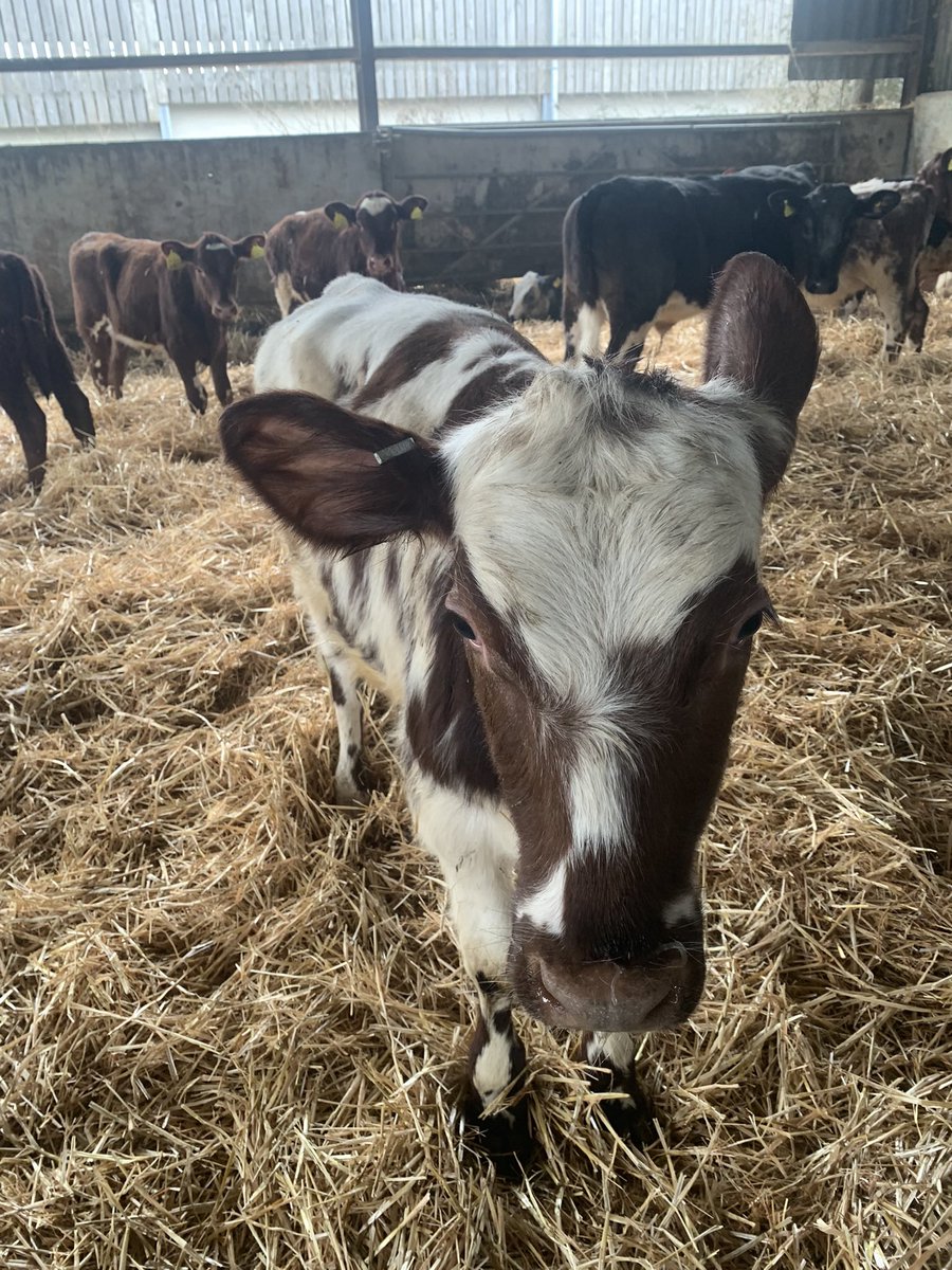 Maximus Pullin tweet media