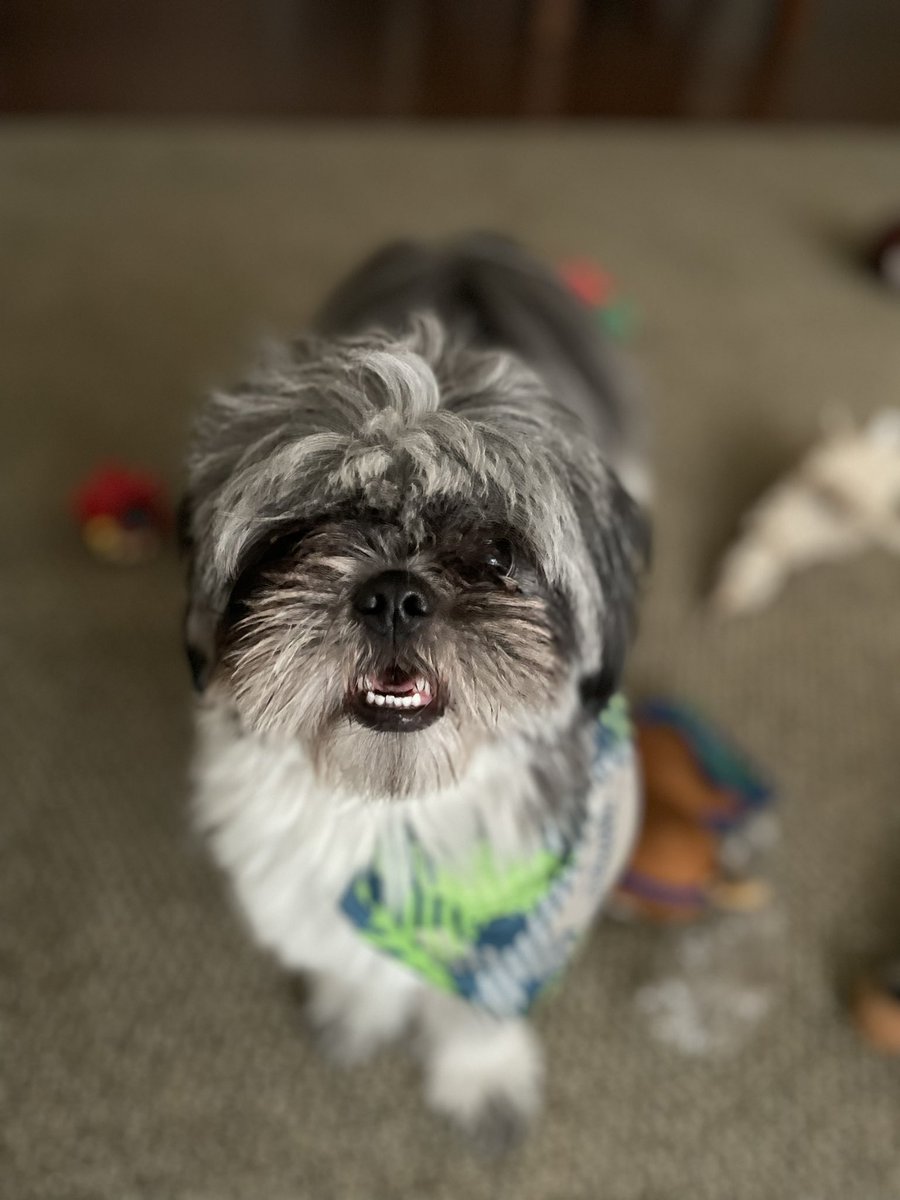 UGCtehannah's tweet photo. @Cinnabon paco wants to know if it’s too late??? and you should follow back 😝 https://t.co/hfQrvBynTn