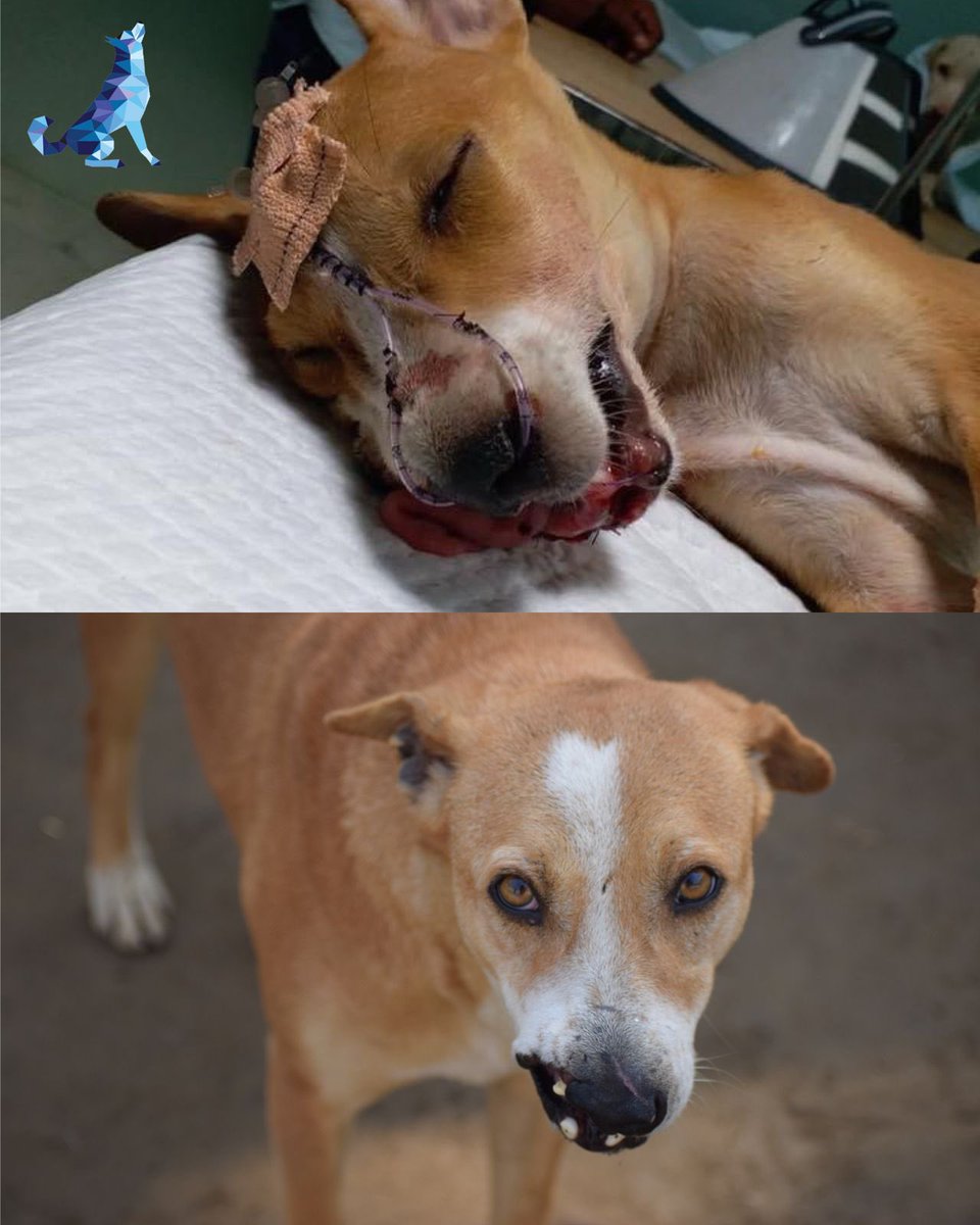 kawfoundation's tweet photo. Nothing brings us more joy than seeing our rescued babies smile!

As a shelter dedicated to critical care, our work goes beyond mere physical recovery. While medications can aid an external recovery, the mental trauma felt by them, often goes unseen.
https://t.co/2nRY7NANCZ #Dog https://t.co/UpNDDxw2zx