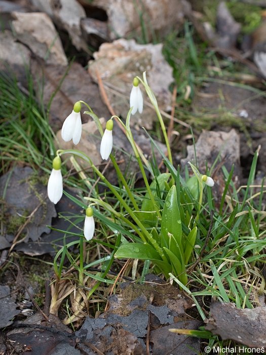 thismiaguy's tweet photo. Even though the cold and snowy weather is comming to #Czechia, snowdrops are doing their best . #Galanthus woronowii, a casual alien in the Czech flora.
#geophyte #teambulb #Amaryllidaceae https://t.co/yKuja8PZRI