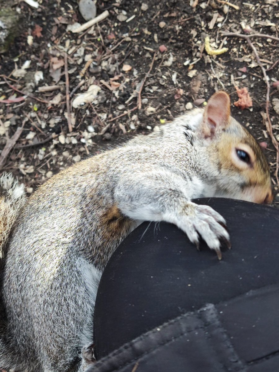 I_am_NuttySqurl's tweet photo. I's loves my coaster mum #squirrelhug https://t.co/p1algZCdzP