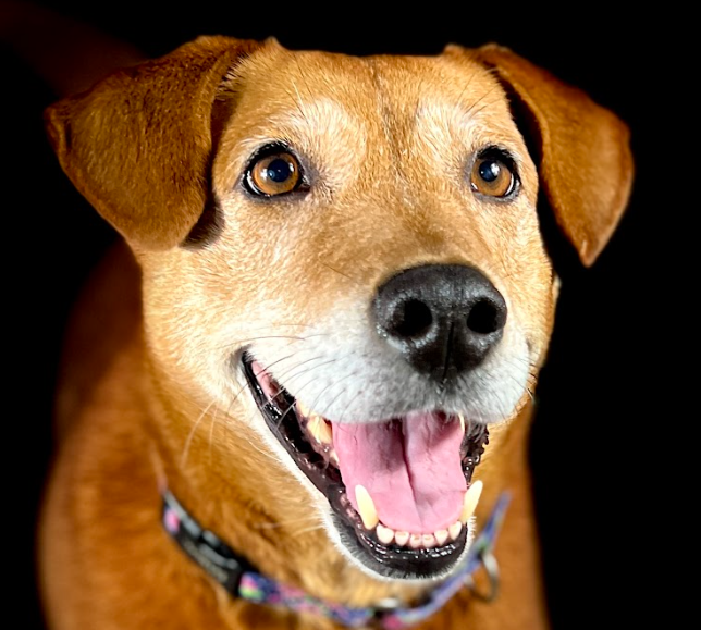 NatchezVet's tweet photo. Endoscopy is a simple, safe, non-invasive way to examine your pet’s gastrointestinal system. Sometimes it can replace surgery.  Learn from industry expert Dr. Marc Smith of Natchez Trace Veterinary Services.  https://t.co/9NCA7bG86s

#pethealth #dogsofnashville #vetmed #dog #cat https://t.co/vX3PvPl0Jg