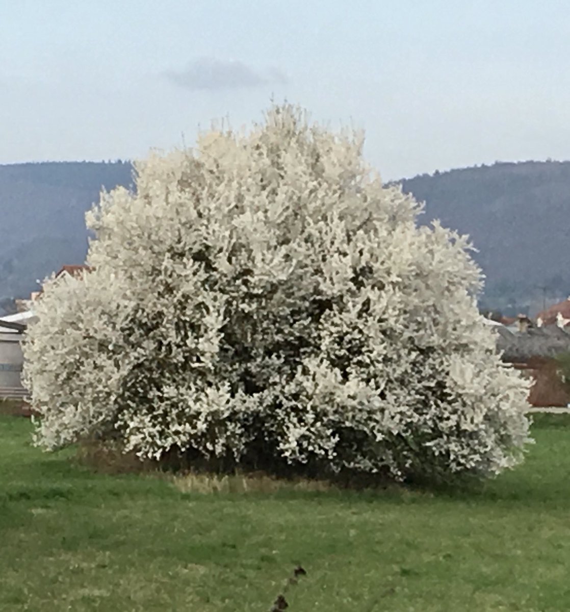 glaubeweiter's tweet photo. #Schlehen Erst sind es #wenige #einzelne #kleine #Blüten Und auf einmal sind die #Büsche ein einziges #Blütenmeer Und wie sie #duften 🤩 #Lauft oder #radelt raus in die #Natur Der nahe #Frühling ist schon überall zu #entdecken Er ist voller #Leben und #Hoffnung #dnkgtt https://t.co/84tZN6k2Dw