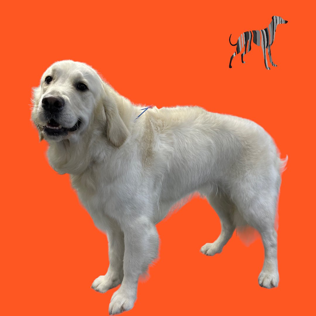 BlenheimandBlue's tweet photo. #blenheimandblue #doggrooming #dogsofinstagram #doggroomer #alfreton #matlock #crich #dog #doglover #doglyness #puppy #puppiesofinstagram #pup https://t.co/UY7AGcsUXS