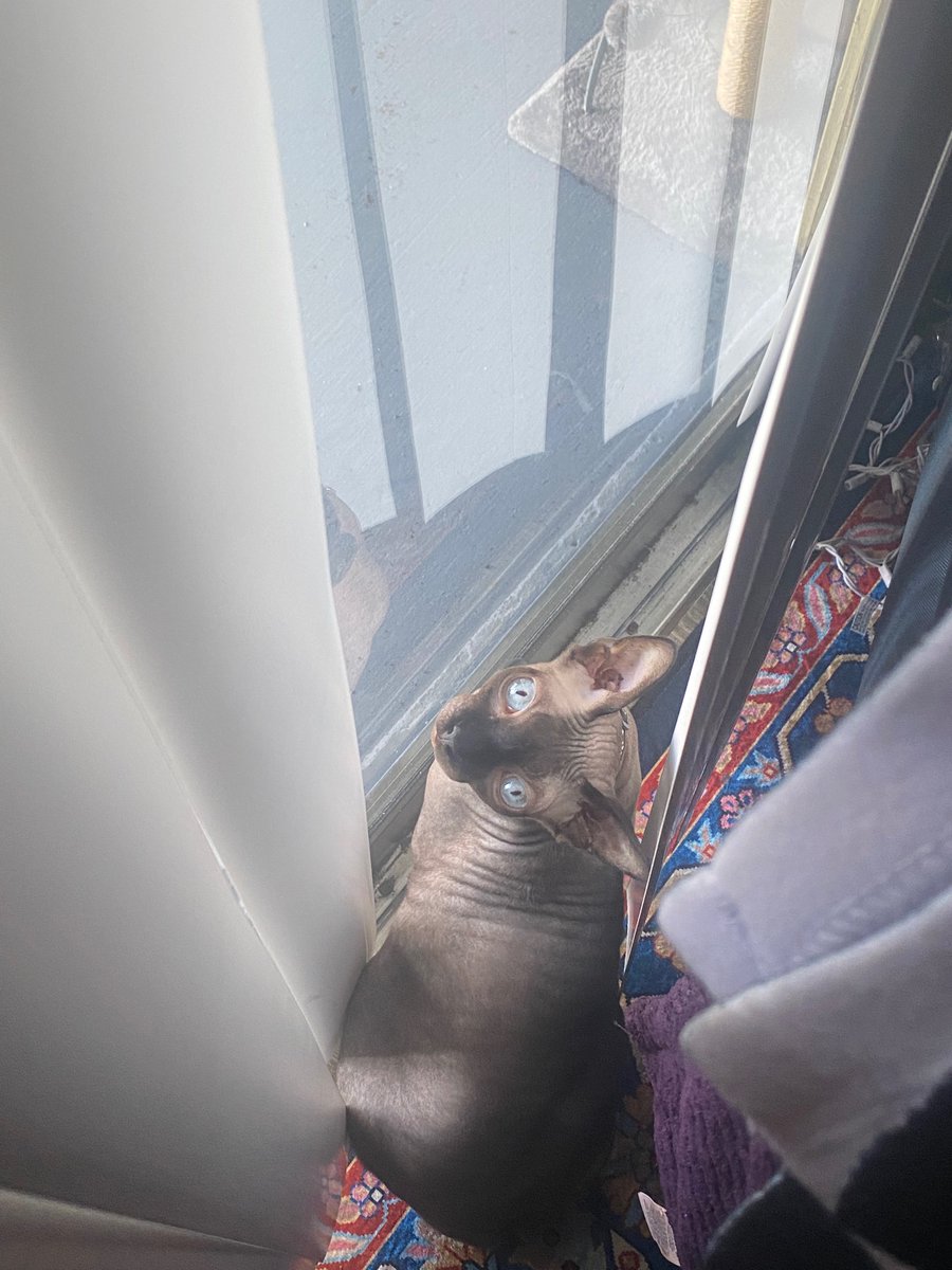 etherealgothgf's tweet photo. apollo has taken to neighborhood watch duties https://t.co/DhiJvjfATG