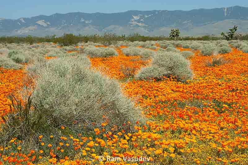 New #ArtForSale !
#CaliforniaSuperBloom - Paradise on Earth

Check it here:
pixels.com/featured/calif…
#PoppyField #SageBrush #JoshuaTrees #MojaveDesert #Wildflowers #SuperBloom #FineArtPrints #VisualTherapy #ArtTherapy #WallArt #LobbyArt #LargePrints #ArtGallery #WanderLust