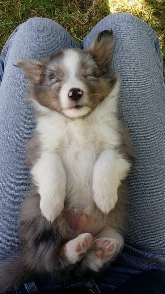 <a href="/Ingrid32888851/">Ingrid</a> Immer schon 😉🐾🥰