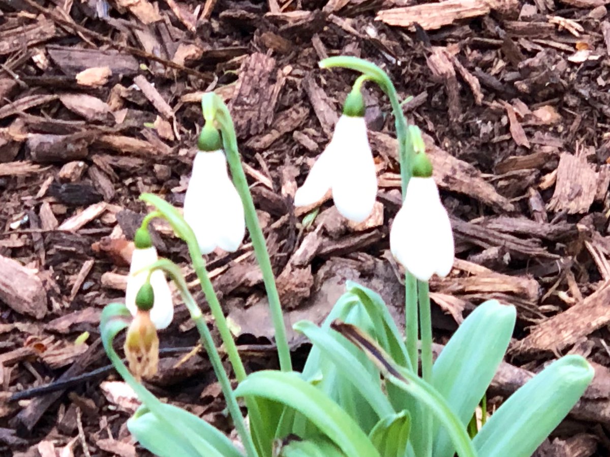 Today at the Shakespeare Garden <a href="/CentralParkNYC/">Central Park</a> #NYC #SpringIsComing  🌺🌸💐🌼🌻