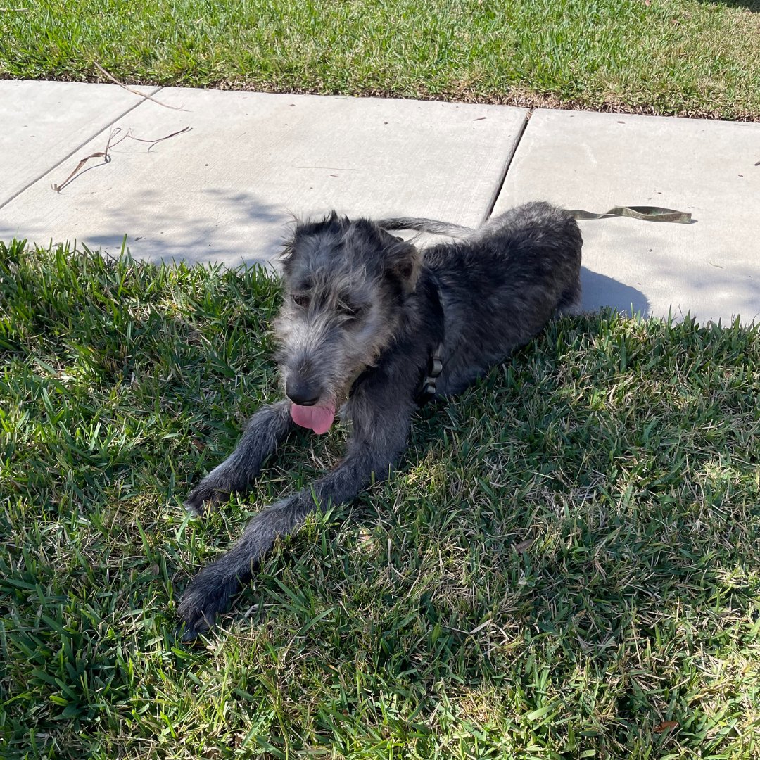 TampaDogTrainer's tweet photo. Florida Dog Training School came to train Arlo, a 6-month-old Irish Wolfhound, in Basic Training. Swipe to see Arlo working on down and stay.

#floridadogtraining #floridadog #dogtraining #dogtrainer #puppytraining  #florida #tampaflorida #landolakesfl #wesleychapel https://t.co/bK9LheilQ4