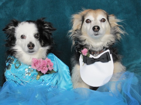 Festival Eclectica tweet media