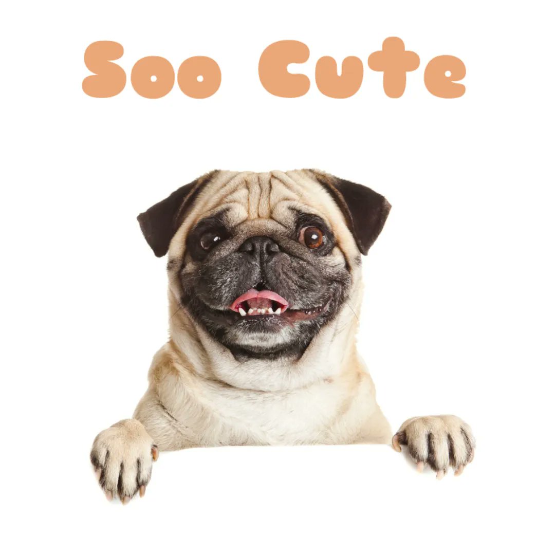SooCuteNews's tweet photo. #soocute #pug #puglife #pupper https://t.co/iHaMpbjvOX