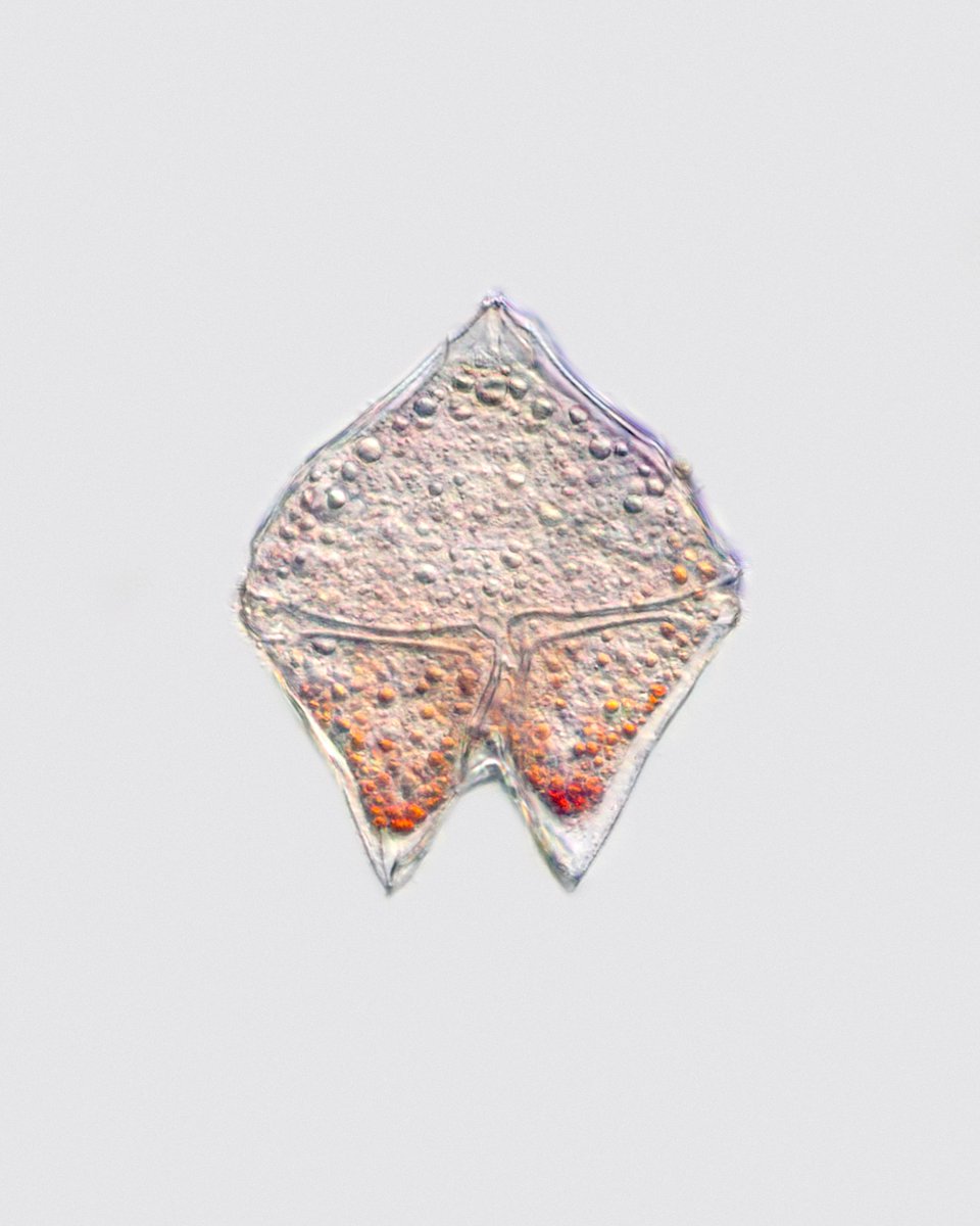 MicrobeGuru's tweet photo. Protoperidinium

A chonky Dinoflagellate.  The Cingulum is a line that runs through the equator of the cell, where a flagellum sits and helps the dinoflagellate steer

The line that goes down is called the sulcus and inside sits the second flagellum pointing downwards

~400x https://t.co/Lt1fuuwJb8