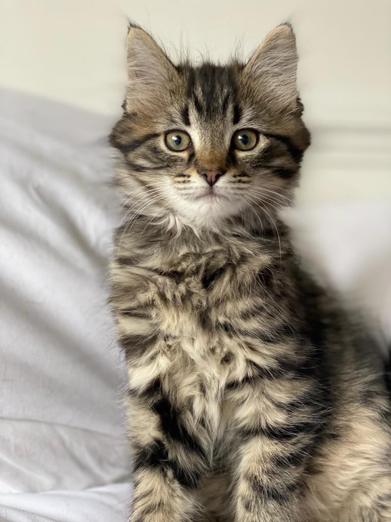 christhebarker tweet media