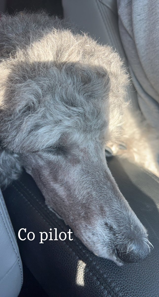 samuelmarbs4's tweet photo. My little co pilot to Florida 🫶🏼 https://t.co/YPb8KZon6E