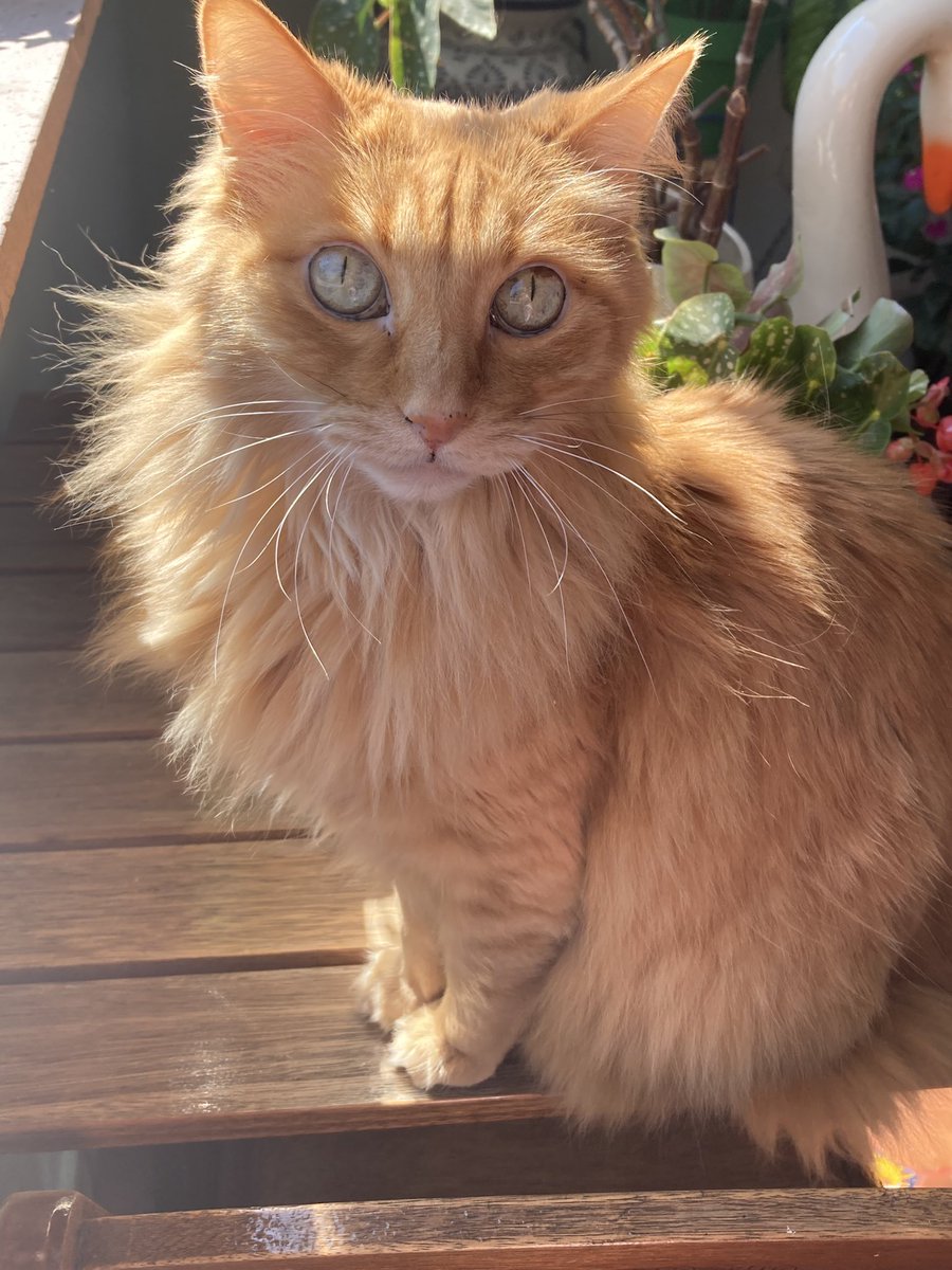 Culturosa_'s tweet photo. Hola mundo ☀️ #Garfi https://t.co/EovlHqrvcF