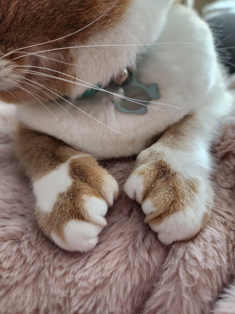 NurseMom5AB's tweet photo. #CatsofTwitter
#Caturday
#PurrfectlyPrecious
#PrettyPaws
Take time out for yourself today.
#MentalHealthMatters https://t.co/Jk7A7DXCDK