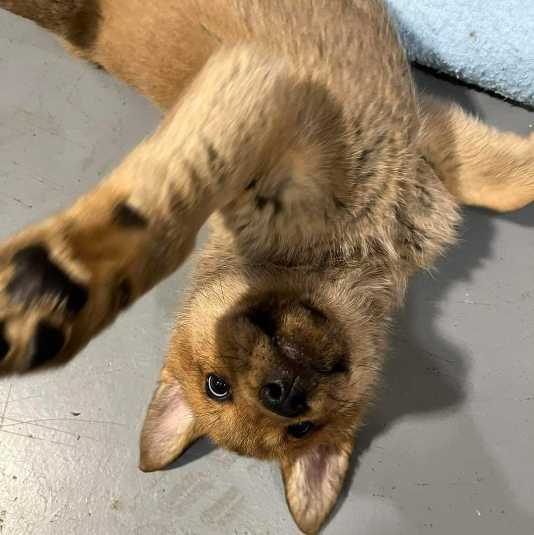 SCARS_Alberta's tweet photo. Weβll notify everyone when and where you can collect your treats! πΎπΎ
#supportyourlocalrescue #albertaspecial #scarsyeg #wedoitfortheanimals #supportrescue #yegevents #rescuefundraiser #albertarescue #giveasecondchance #rescueanimals https://t.co/LjihUSVrvC
