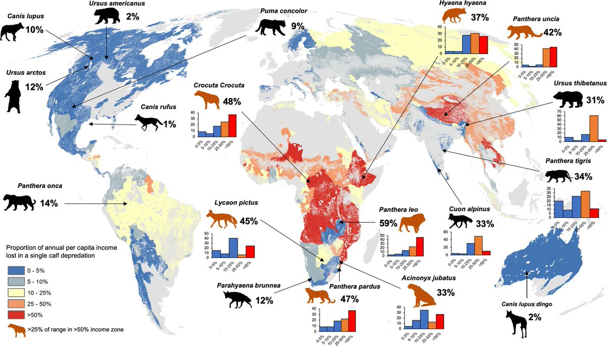 erleellis's tweet photo. Who pays the most to conserve large carnivores?

The unequal burden of human-wildlife conflict
https://t.co/4hjXarcuHL https://t.co/fWMfZiK8W5