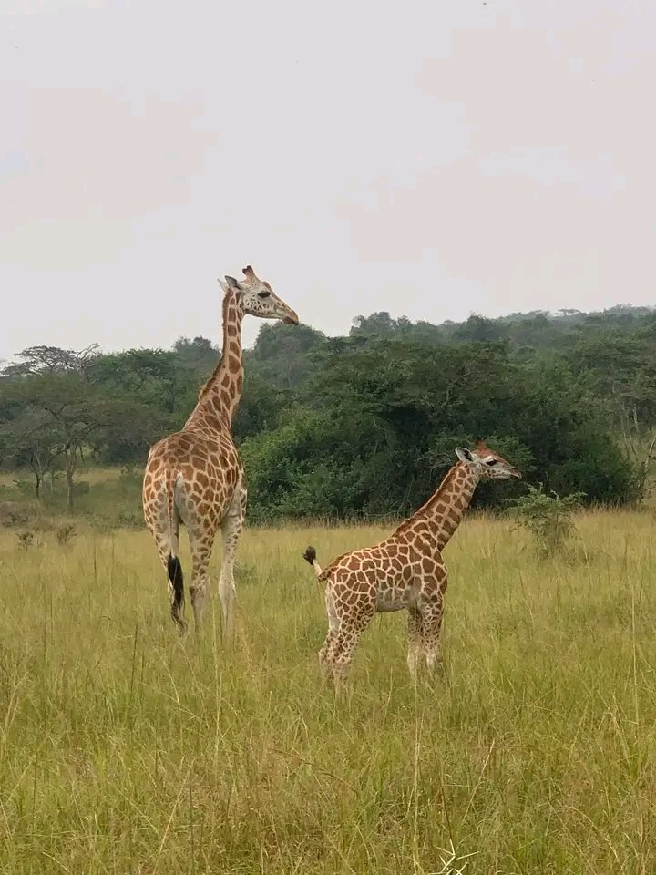 Gift Murapa on Twitter: "RT @ExcitingClassic: What an amazing 🤩 day