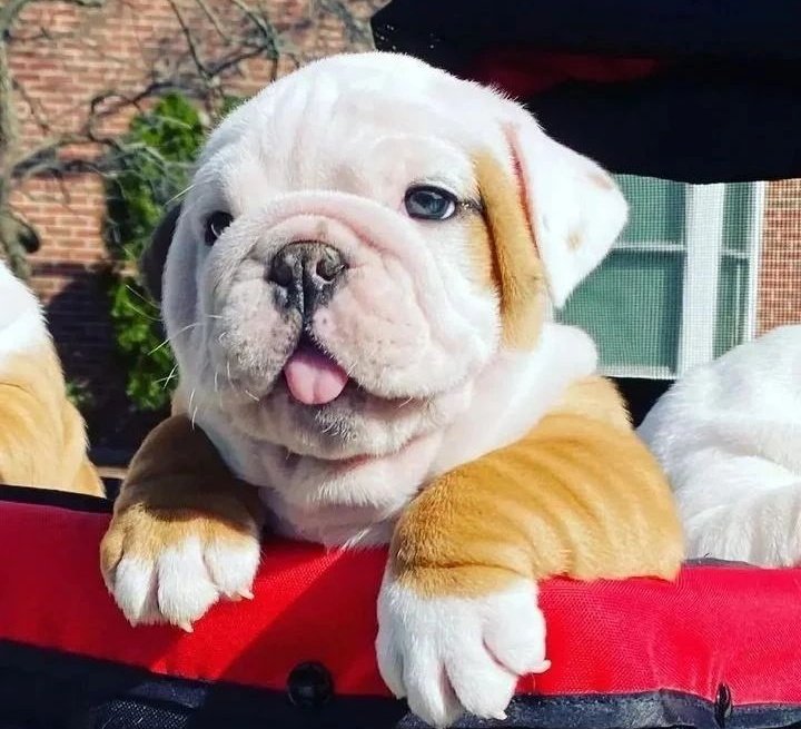 BulldogPuppy4's tweet photo. Rate this cuteness out of 10!😍

#bulldoglover #bulldog #bulldoglover #dogsoftwitter https://t.co/LMvmSGFJ2X