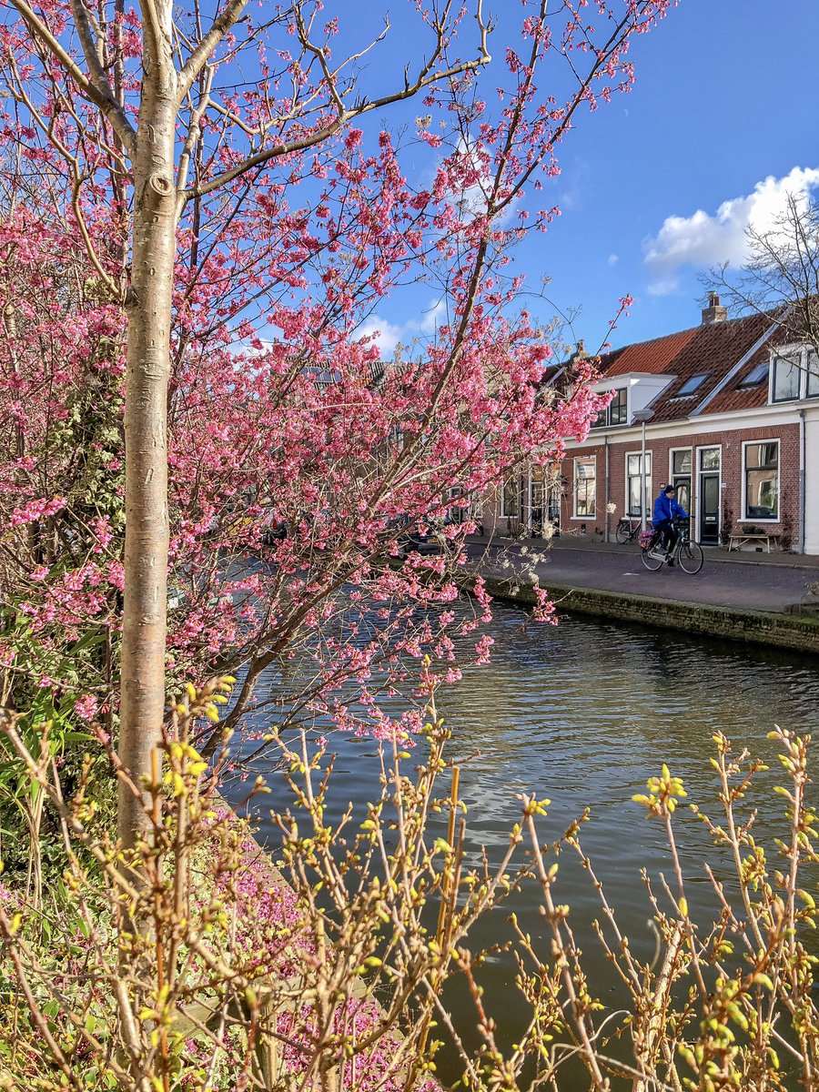 modacitylife's tweet photo. First signs of spring. #Delft https://t.co/cavrejSbuO