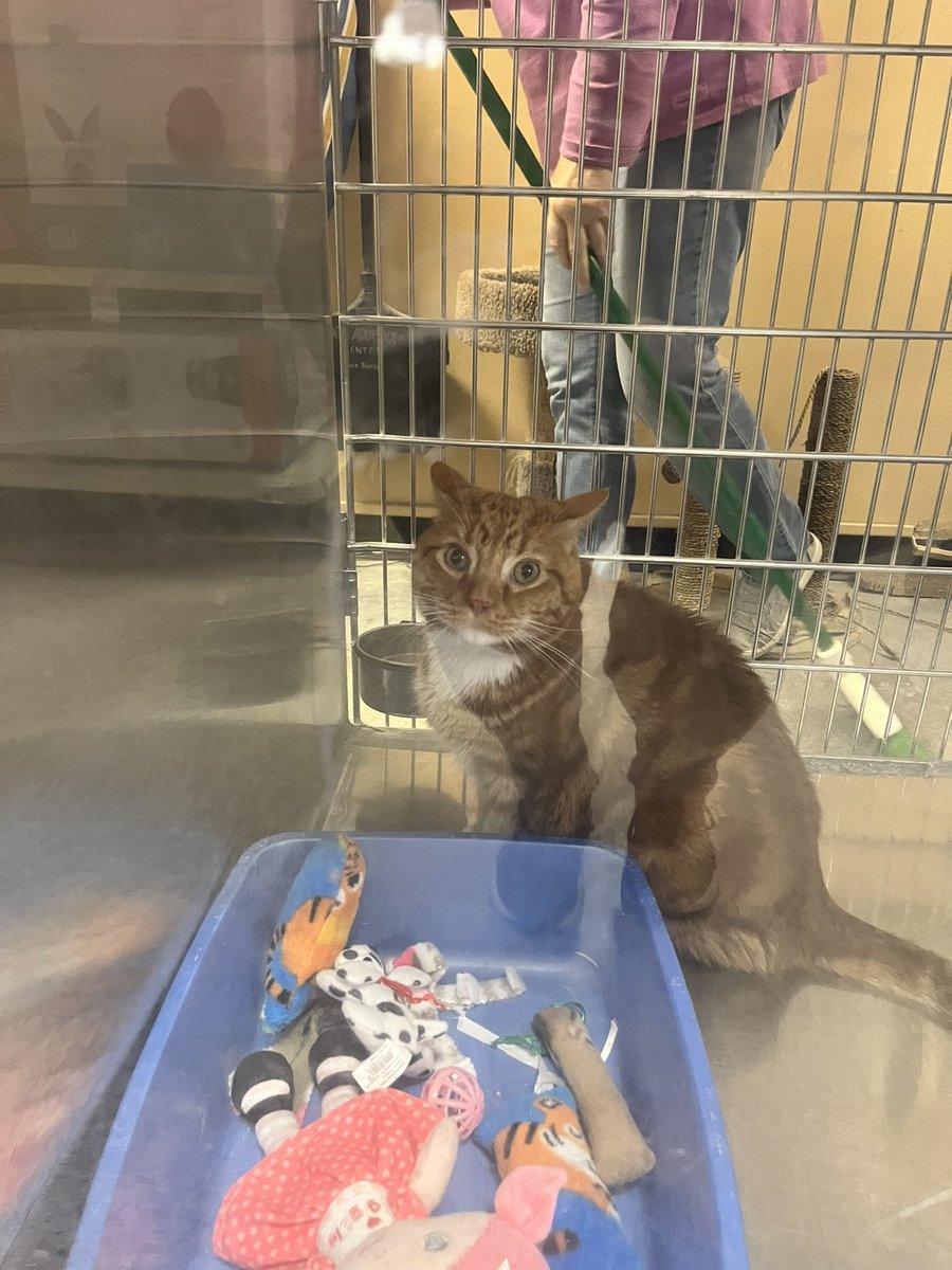 mrfishtopher's tweet photo. PASEDENA, MD! Oliver is a shy, but sweet guy looking for a new home! His adoption is through https://t.co/5zlpDfooIo , but hes at the Petsmart anxiously waiting for the right person. https://t.co/Jol9Dw7Att