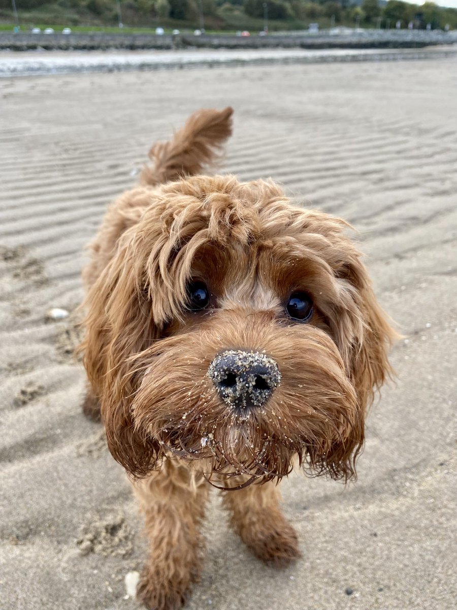 Sand Swept Boop! ❤️ #beachbabe #dogsoftwitter