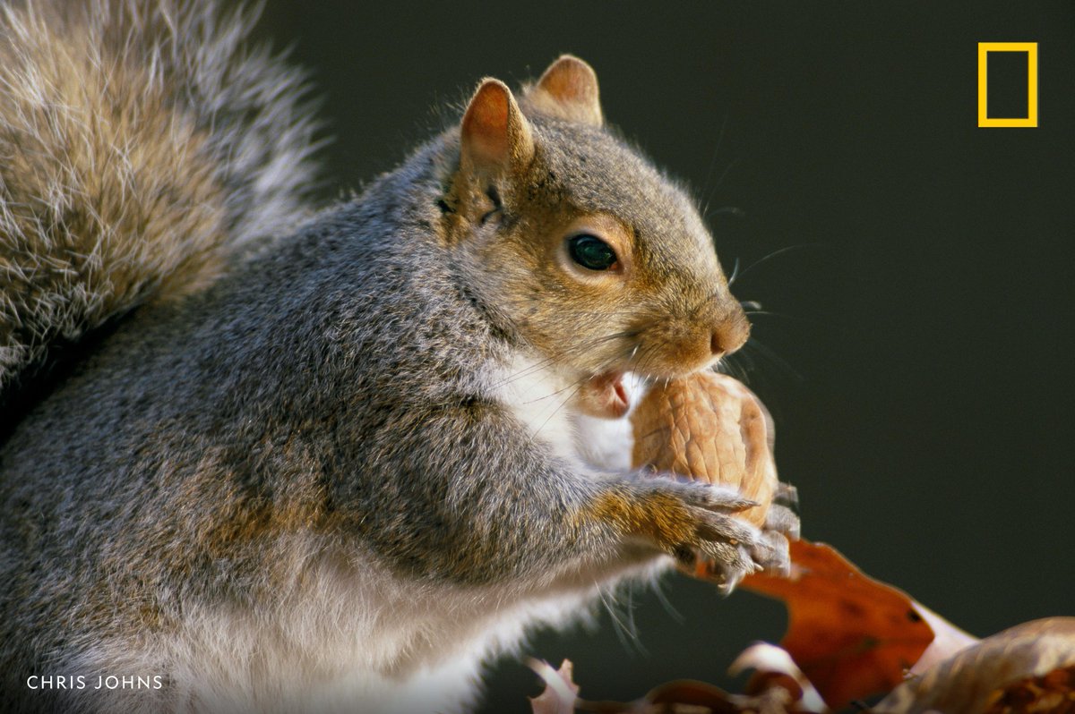 NatGeo's tweet photo. An Eastern gray squirrel eats a walnut https://t.co/fn7rnCmxVQ