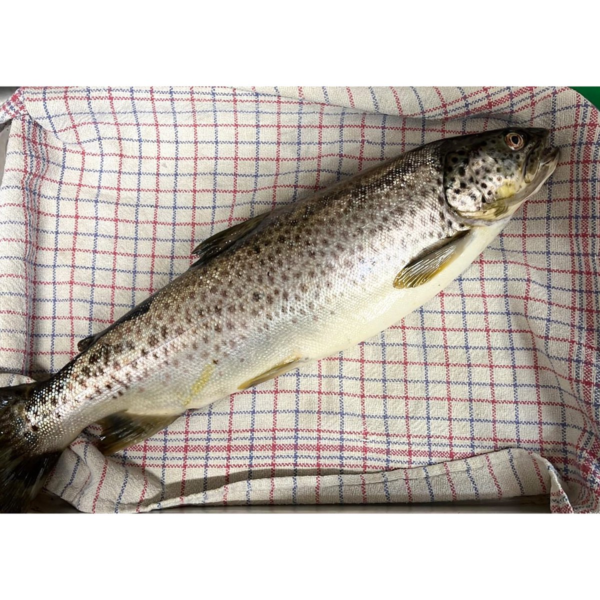 kaigalway's tweet image. Whoop whoop @grapecircus Ernie’s first trout this year ! And we’re having it for dinner , it’s all in the flys #flyguy