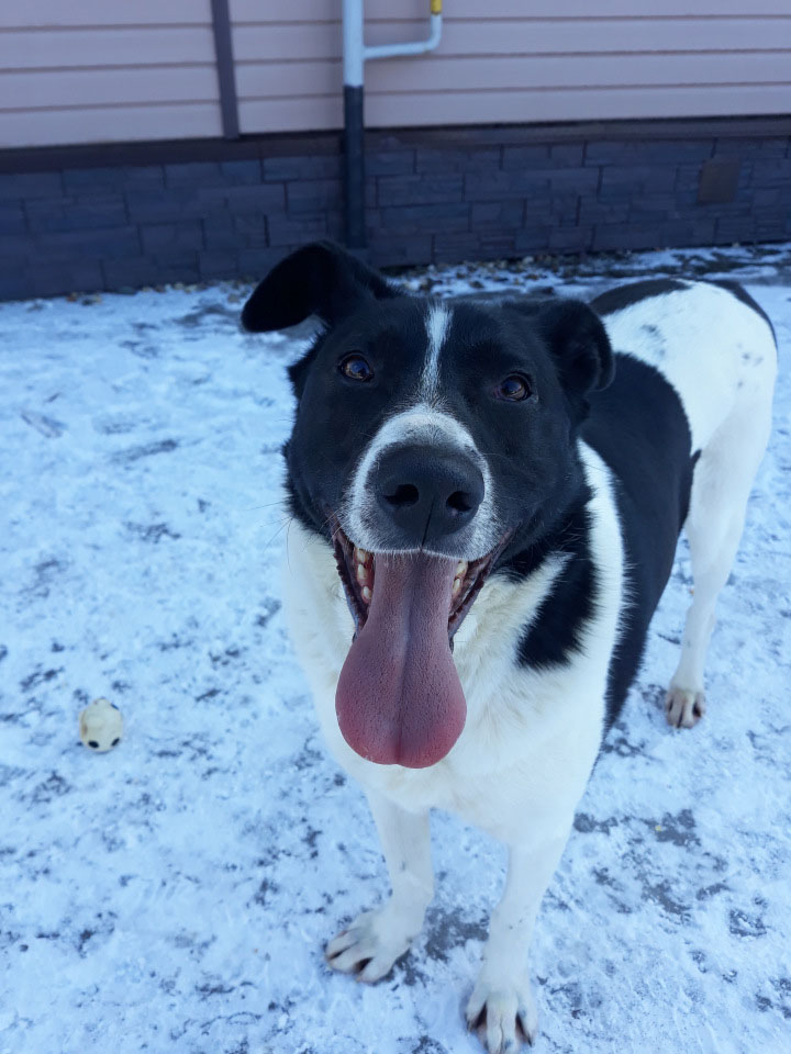 zverikivdar's tweet image. #Москва и МО
Бобин-черные ушки.
❤ Яркий, эффектный пес ищет дом! 🏡🐶
Отлично умеет ходить на поводке, приучен к выгулу, легко поддается обучению. Взрослый, активный, мускулистый пёс, который ещё не утратил свою щенячью непосредственность и обожает игры с мячом.