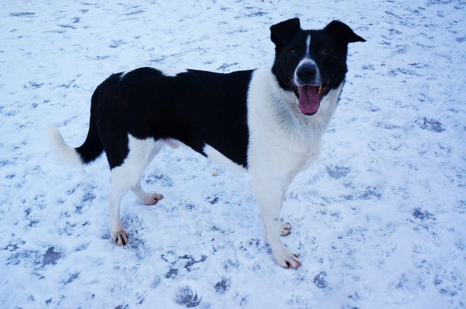 zverikivdar's tweet image. #Москва и МО
Бобин-черные ушки.
❤ Яркий, эффектный пес ищет дом! 🏡🐶
Отлично умеет ходить на поводке, приучен к выгулу, легко поддается обучению. Взрослый, активный, мускулистый пёс, который ещё не утратил свою щенячью непосредственность и обожает игры с мячом.