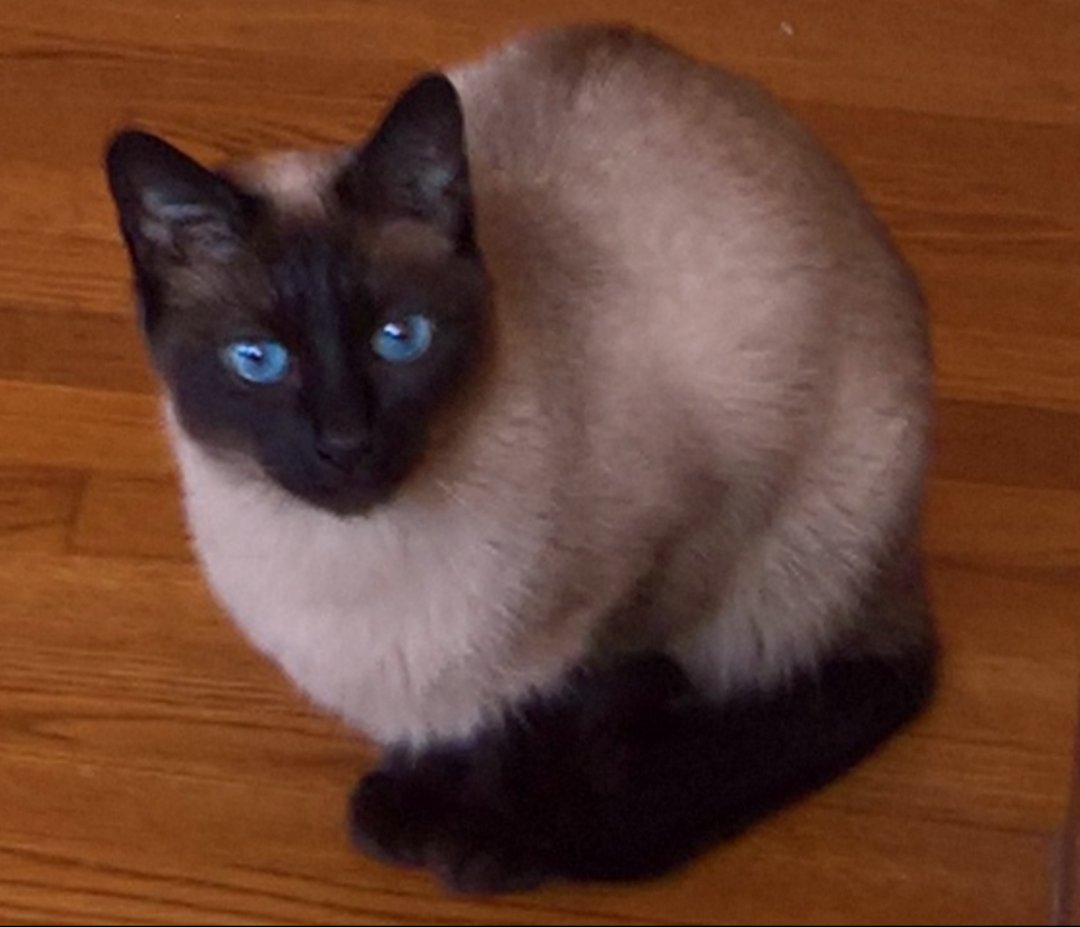 Enjoy the day. 

#CATURDAY