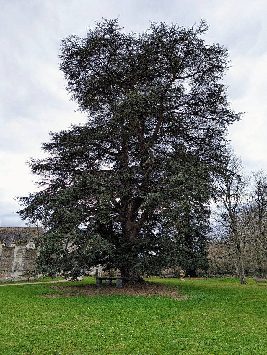davidkenobi's tweet photo. Cedrus Libanus. This tree of 35meters was planted around 1750 and is now part of the 350 most precious trees of France. https://t.co/s9U2TcSjPA