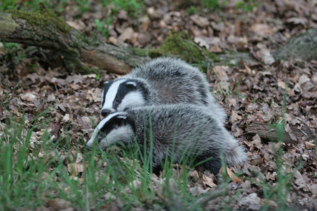 In februari &amp; maart worden de dassenjongen geboren. De das heeft een draagtijd van 7 weken, maar de eicel wordt vaak al in maart of april bevrucht. Deze eicel deelt zich een aantal keer, maar de innesteling vindt pas maanden later plaats. 

Foto: Robbert Maas