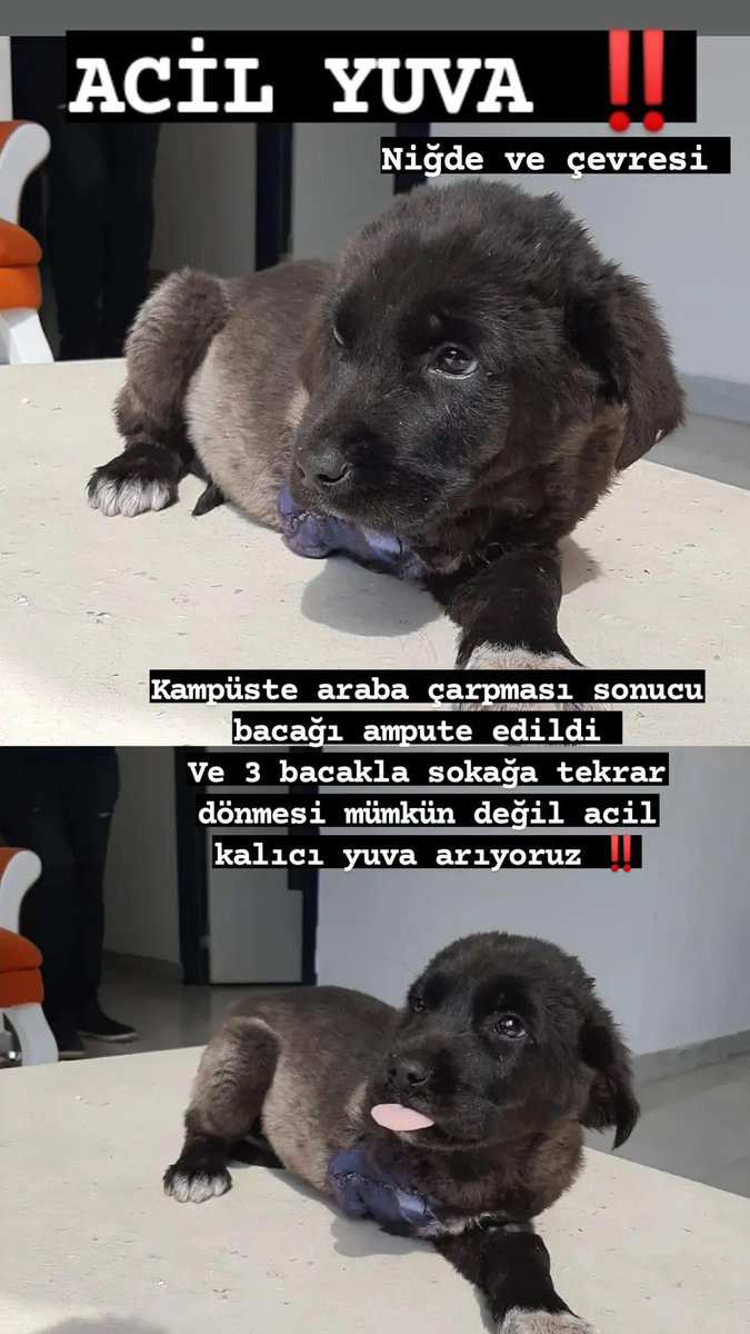 ACİL YUVA ‼️ ARABA ÇARPMASI SONUCU AYAĞINI KAYBEDEN BEBEĞİMİZE ACİL YUVA ARIYORUZ BU HALDE SOKAKTA YAŞAYAMAZ ‼️