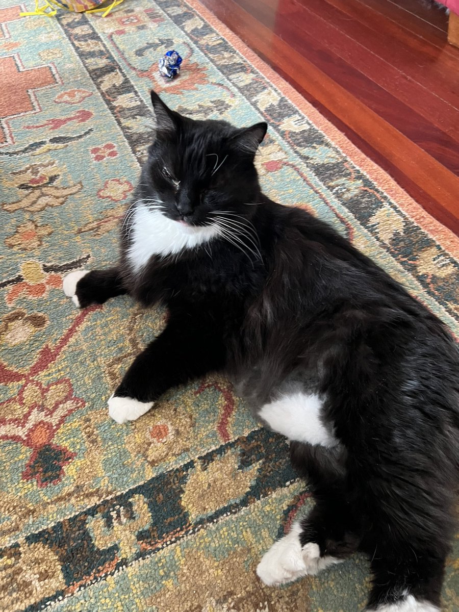 Brofur Ziggy being handsome ♥️♥️♥️ #superseniorcats #CatsOfTwitter