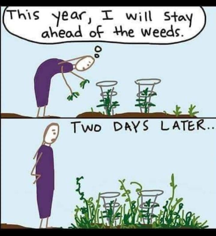 Fitleaf1's tweet photo. Consistency is key to keeping weeds out of the garden🤣 #gardeningmemes #gardening #vegetablegardening #plants https://t.co/CJA8DmD2IC