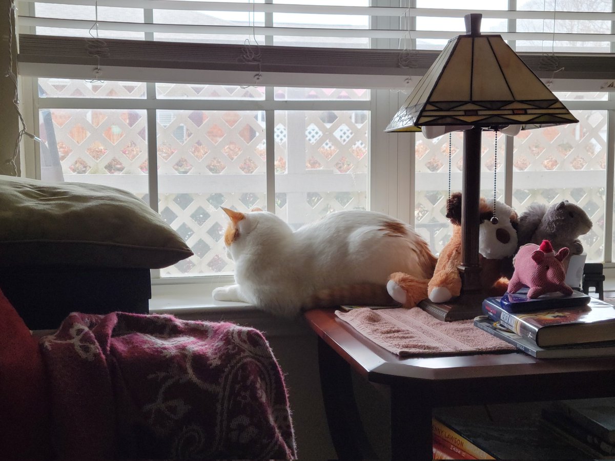 je2nifer's tweet photo. Saturday fun activity:
Watching Murph watch the sparrows.
#RetiredAF https://t.co/RgaOungare