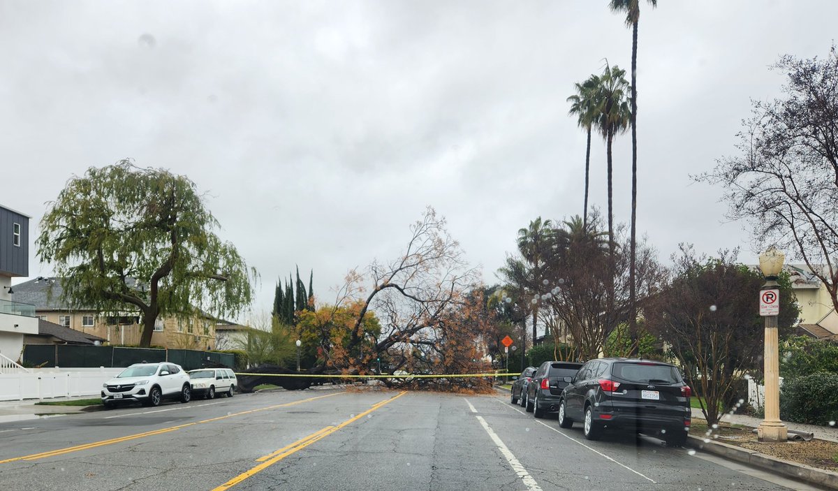 tomkim11's tweet photo. Tree down on Tujunga Ave. #LARain  #StudioCity https://t.co/gDI6IRCsL8