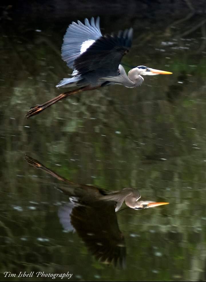 Tim Isbell tweet media