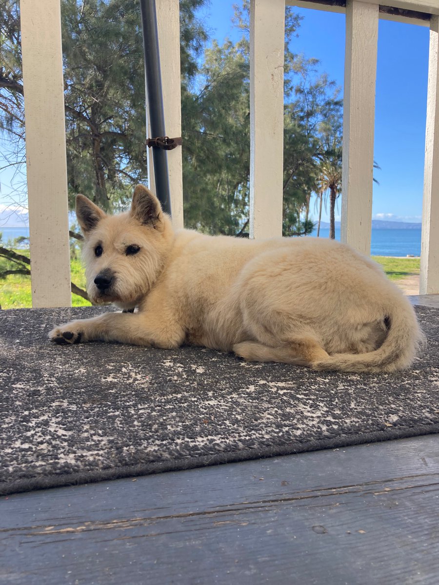 Leí #losperrosdurosnobailan de <a href="/perezreverte/">Arturo Pérez-Reverte</a> se me fue fugaz, en tiempo perro. Entre líneas, sentí la mirada de Syrah y al girarme, vi pasar las memorias de su vida en la calle; de años previos a que me rescatara del Desolladero donde, antes de conocerla, me jugaba el pellejo.