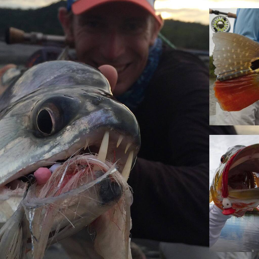 OutFlyFishing's tweet photo. One month till Rumble in the Jungle 2023 goes down! Only 1 spot left on this Bucketlist adventure. Casting poppers to peacock bass, with howler monkeys and toucans in the trees behind you. Seeing janguar tracks in the sand while casting to vampire fish i… https://t.co/ZkxRO2YQjl https://t.co/KYMogwm6OC