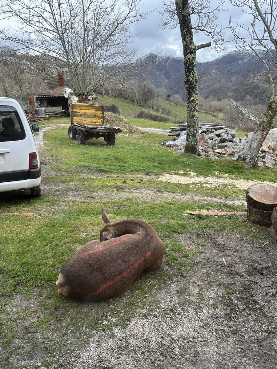 arraviatta's tweet photo. Subimos a #LesPraeres a tomar un cafe y disfrutar las vistas y estaba “Bambi” la cierva en libertad que es como la hija adoptiva del señor del bar. Ya tiene 10 años. https://t.co/rk5999ai3b