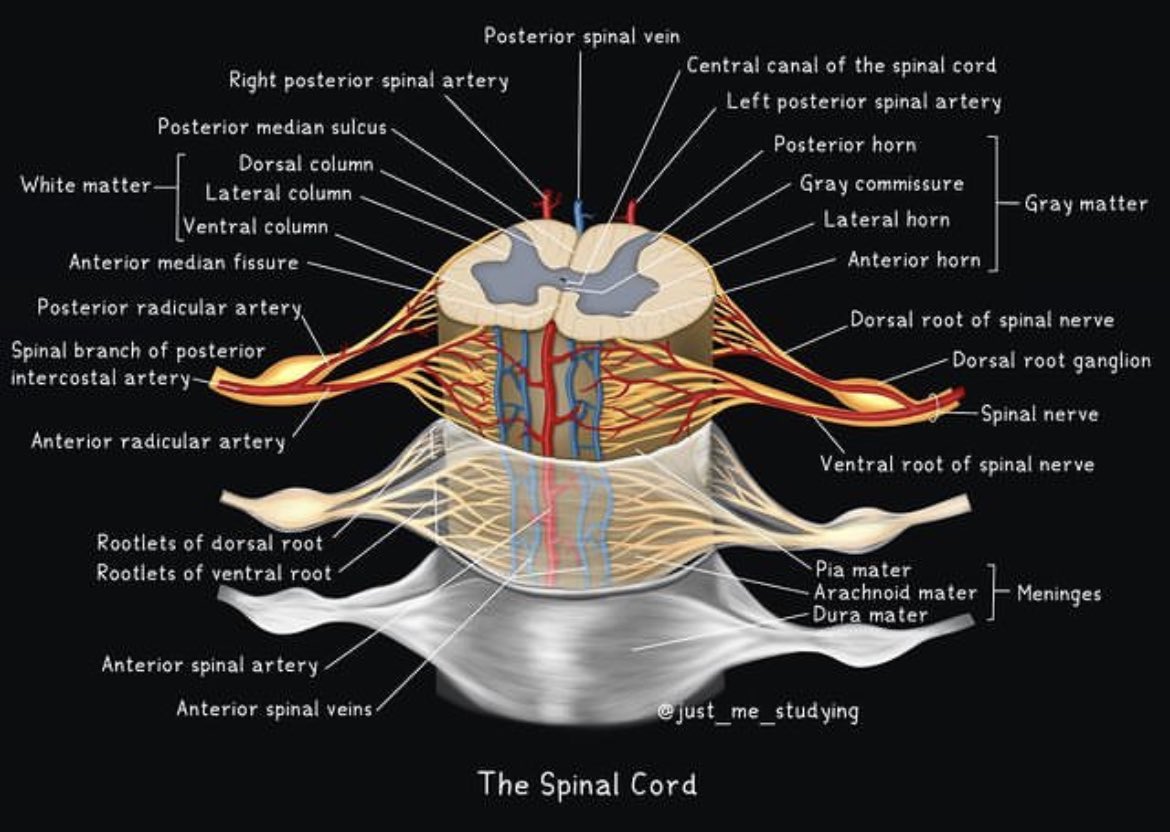 Beautiful Spinal Cord anatomy from just me studying