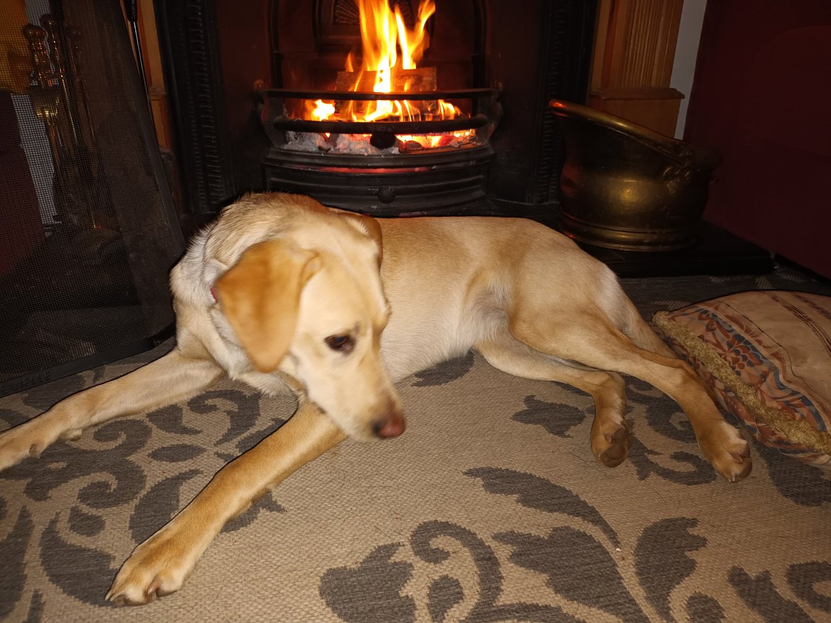 Poppy is hogging the fire!