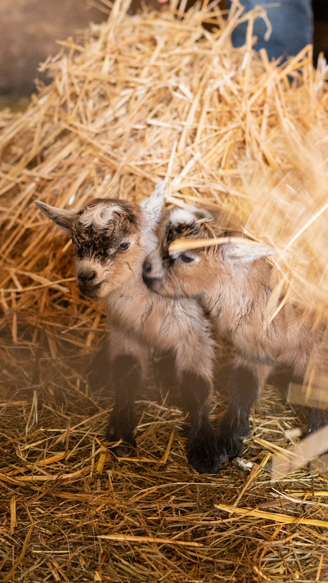baumansfandg's tweet photo. 2 kids joined the farm family! Twin boys, Cookie and Star. 🥰 All are doing okay. It was too cold, so we wrapped them in heated blankets &amp; used a warm blow dryer. Now they're together in the animal barn. #baumanfarms #oregonfarm #babygoats #farmanimals https://t.co/GgkhePmuvK
